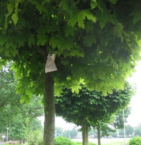 lieveheersbeestje