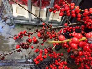 bruine bessen