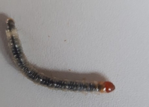 jonge rups