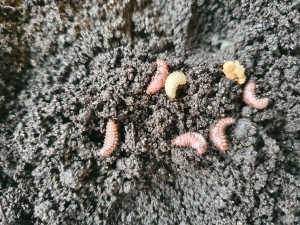 geinfecteerde larven